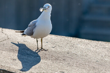 seagull on the pier