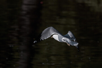 Seagull in flight 