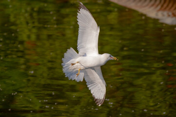 seagull in flight