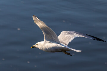 seagull in flight