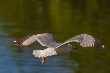 seagull in flight