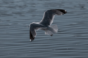 seagull in flight