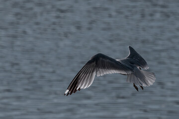 seagull in flight