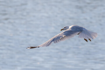 seagull in flight