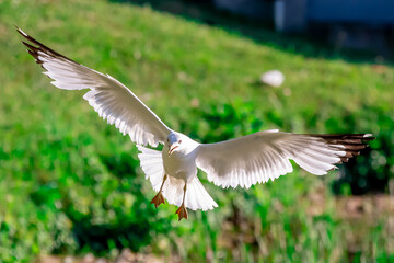 flying seagull in flight
