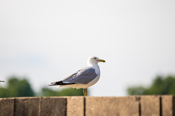 seagull on post