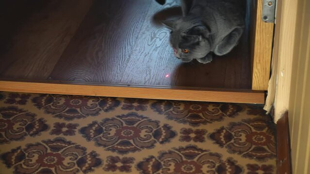 A British-bred Cat Chases A Spot Of Light From A Laser Pointer On The Floor. Close-up Shooting