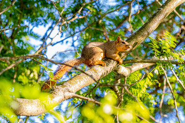 squirrel on tree