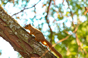 squirrel on a tree