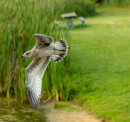 seagull in flight