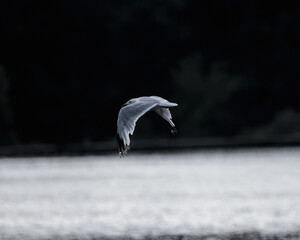seagull in flight