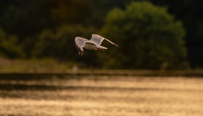 seagull in flight 