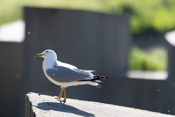 seagull on the pier