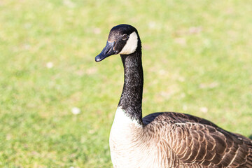 country goose on the grass