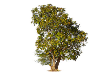 Isolated green tree on white background, Trees isolated on white background, tropical trees isolated used for design, advertising and architecture.