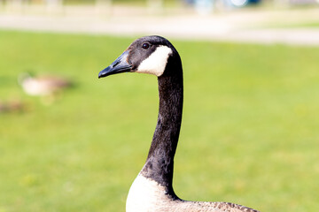 portrait of a goose