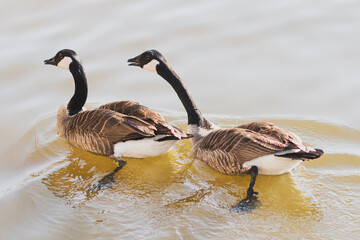 country goose family