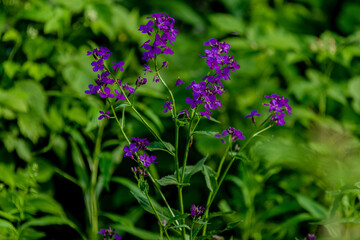 purple flowers in the garden