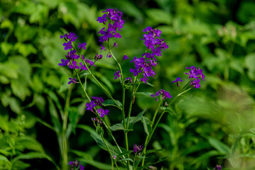 Fototapeta premium purple flowers in the garden