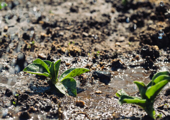 Fava bean plants with water drops from water bucket.