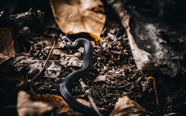 snake on the ground