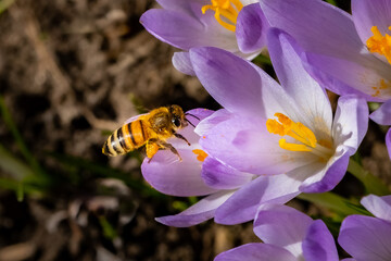 A Western Honeybee (Apis mellifera) gathering pollen from Crocus flower blossoms in the early spring sun.