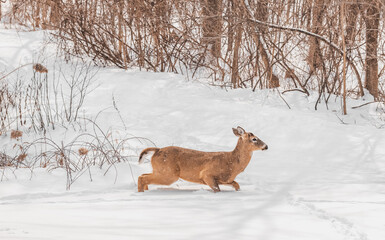 deer in winter forest