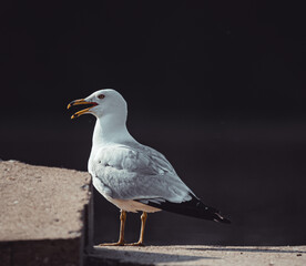 seagull on the beach