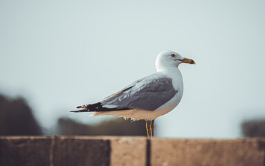 seagull on post