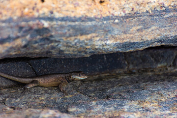 lizard on the stone