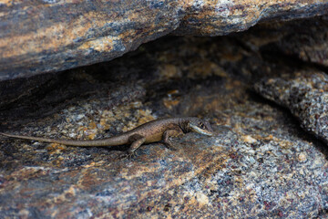 lizard on the stone