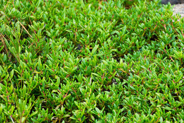 green grass background