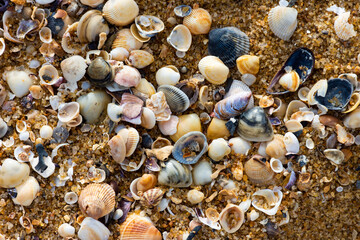 shells on the beach