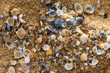 seashells on the beach