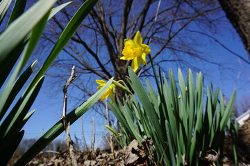 Fototapeta premium spring