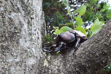 Close up of beetle, a big insect