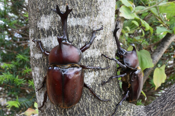Close up of beetle, a big insect © Tonic Ray Sonic
