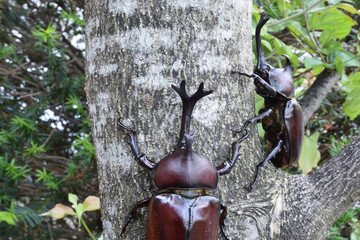 Close up of beetle, a big insect