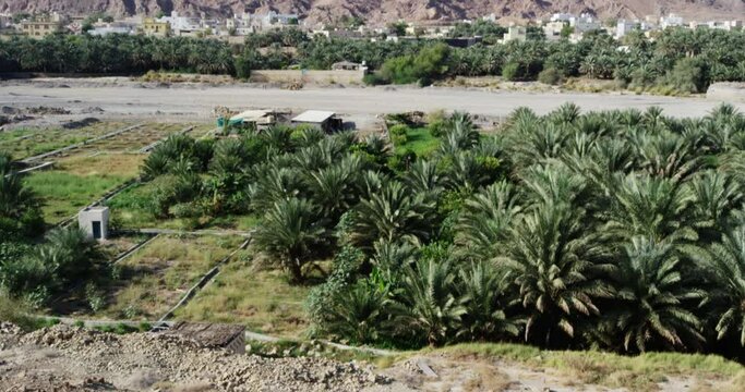 Palm tree plantation in front of arid hills in Fanja, Oman, wide shot tilt up