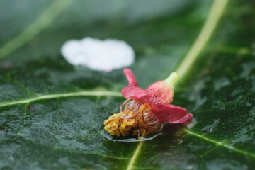 雨の後の河津桜。Sakura, Cherry Blossoms after rain, spring time Japan