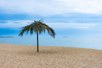 palm tree on the beach Maratízes Espírito Santo Brasil