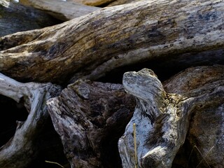 Driftwood strewn along the beach at the Western Canada shore