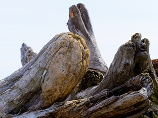 Driftwood strewn along the beach at the Western Canada shore