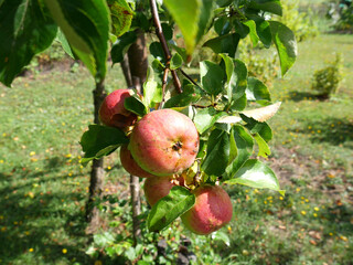 Red apples on an apple tree in summer. A clear sunny day