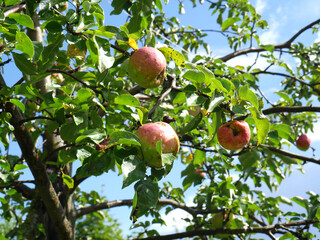 Red apples on an apple tree in summer. A clear sunny day