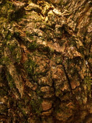 texture natural tree