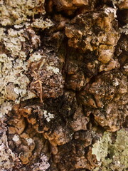 texture natural tree