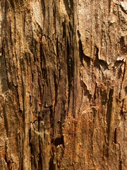 texture natural tree