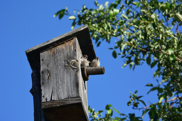 Young yellow-tailed chicks of the sparrow on the perch of the birdhouse