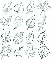Fototapeta premium monochrome vector leaves of different trees. oak maple lilac aspen